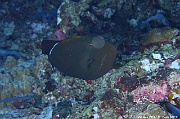 Melichthys indicus Baliste indien-Maldives Bathalaa thila-27m-20240423-da-DSC_6021_tn